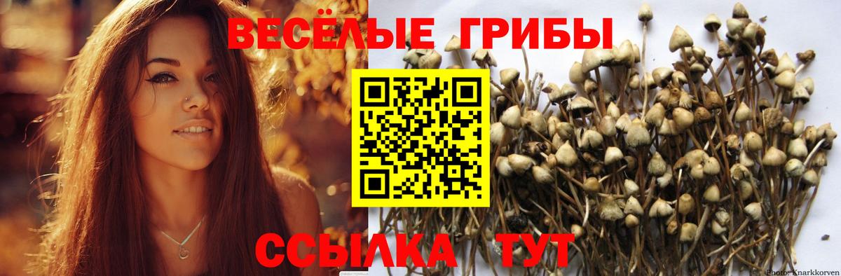 Галлюциногенные грибы Psilocybine cubensis Сердобск